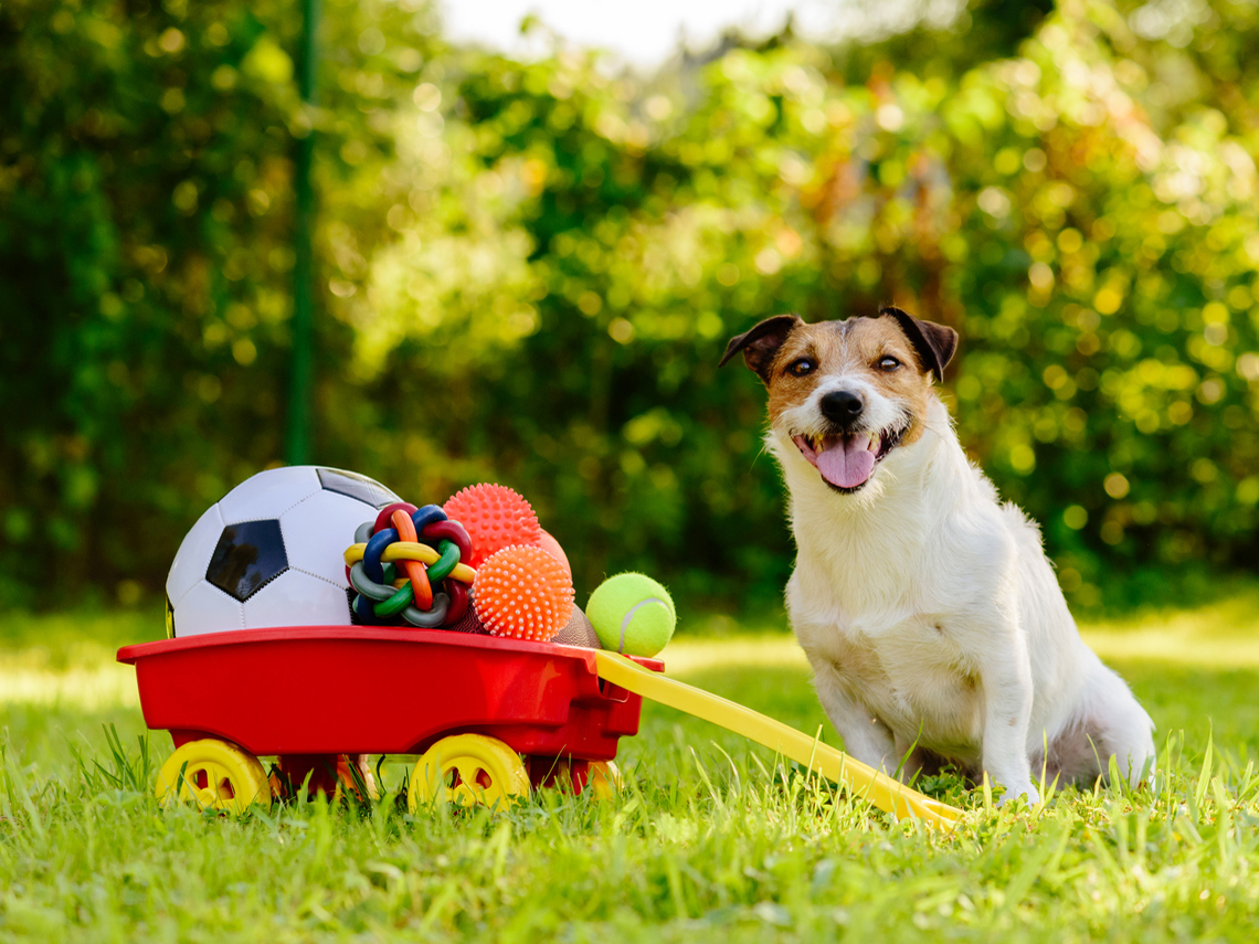 Perro sentado en el césped junto a muchas pelotas
