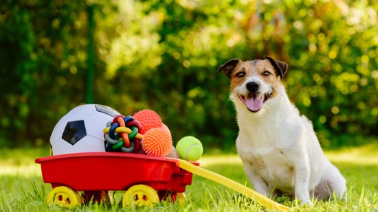 Perro sentado en el césped junto a muchas pelotas