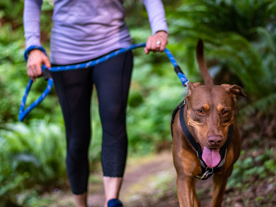 Perro con mujer paseando por el campo