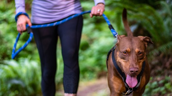 Perro con mujer paseando por el campo