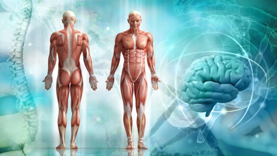 ¿Cuánto sabes del cuerpo humano?