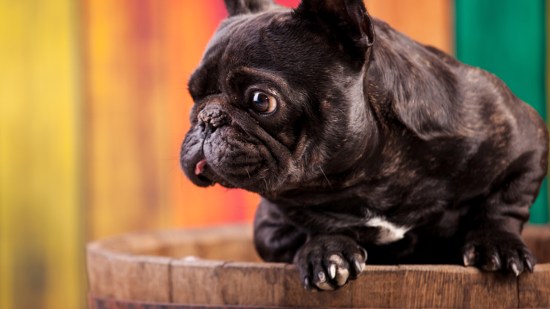 Perro de raza bulldog francés