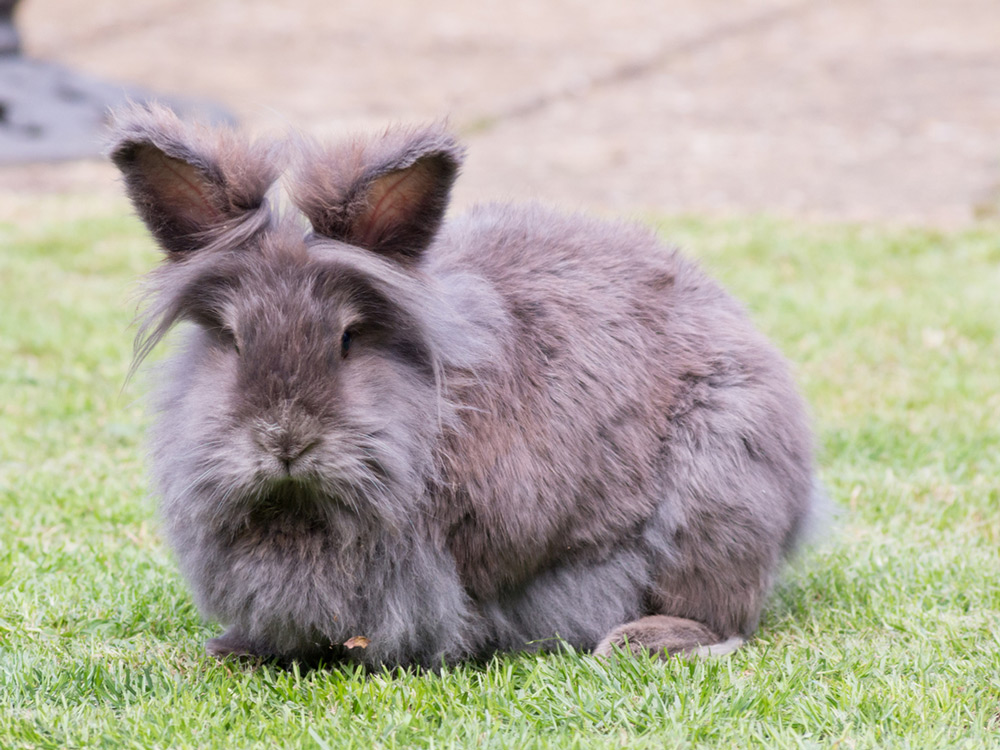 Conejo lionhead