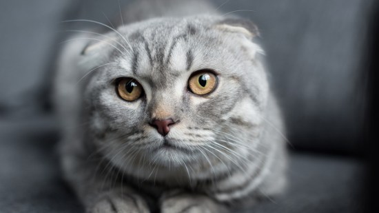 Gato gris en el sillón