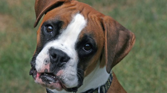 Boxer mirando a cámara