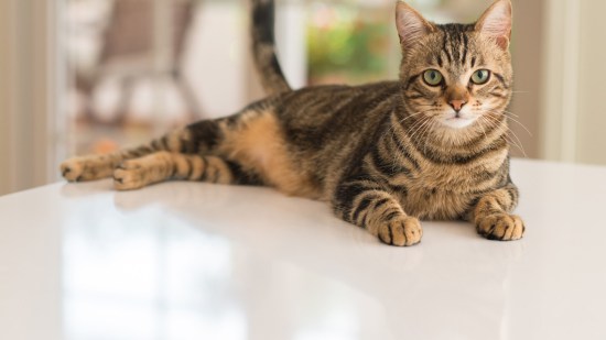 Gato encima de la mesa