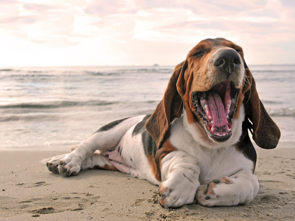 Basset hound bostezando