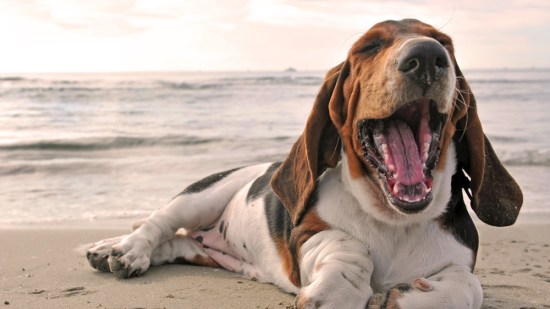 Basset hound bostezando