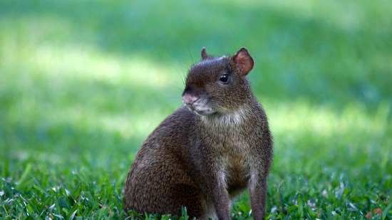 Agutí sobre la hierba