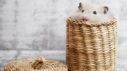 Hámster metido en una cesta de mimbre