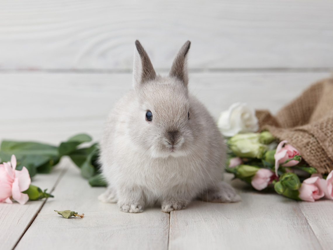 Conejo gris junto a flores rosas