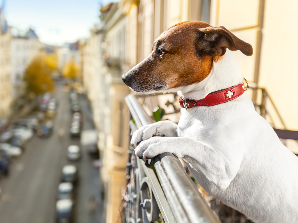 Perro en el balcón