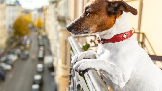 Perro en el balcón