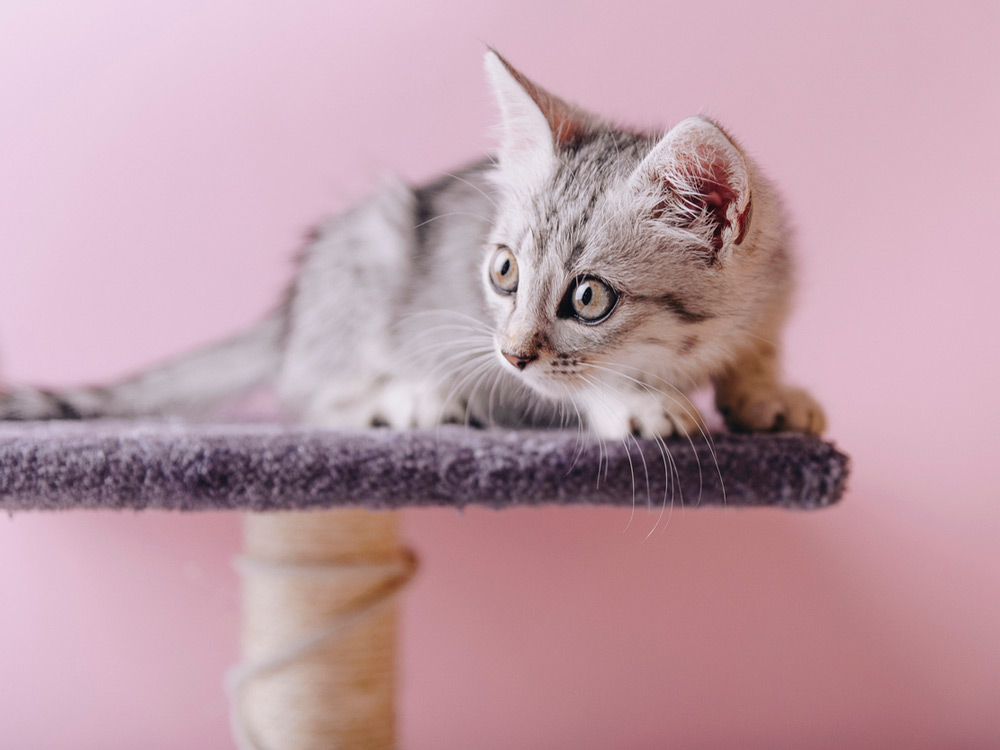 Mau egipcio pequeño tumbado