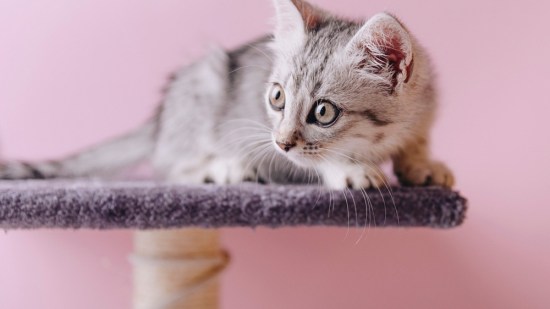 Mau egipcio pequeño tumbado