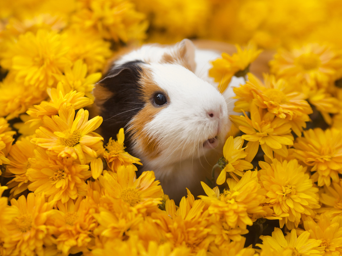 Cobaya en un campo de flores amarillas
