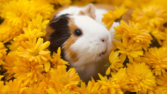 Cobaya en un campo de flores amarillas