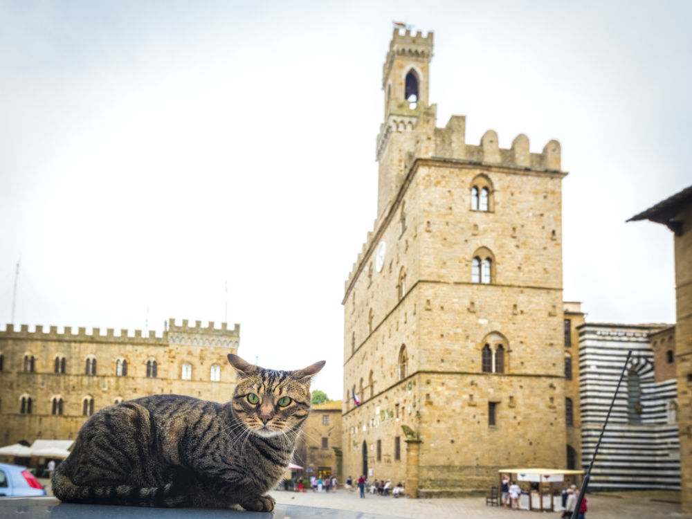 Gato en Italia