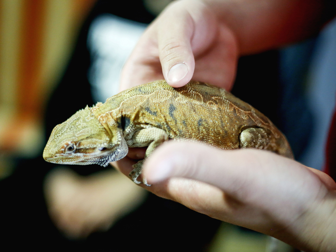 Iguana verde con su dueño
