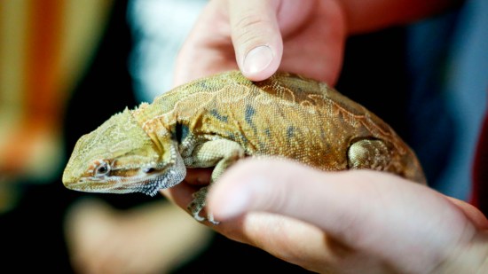 Iguana verde con su dueño
