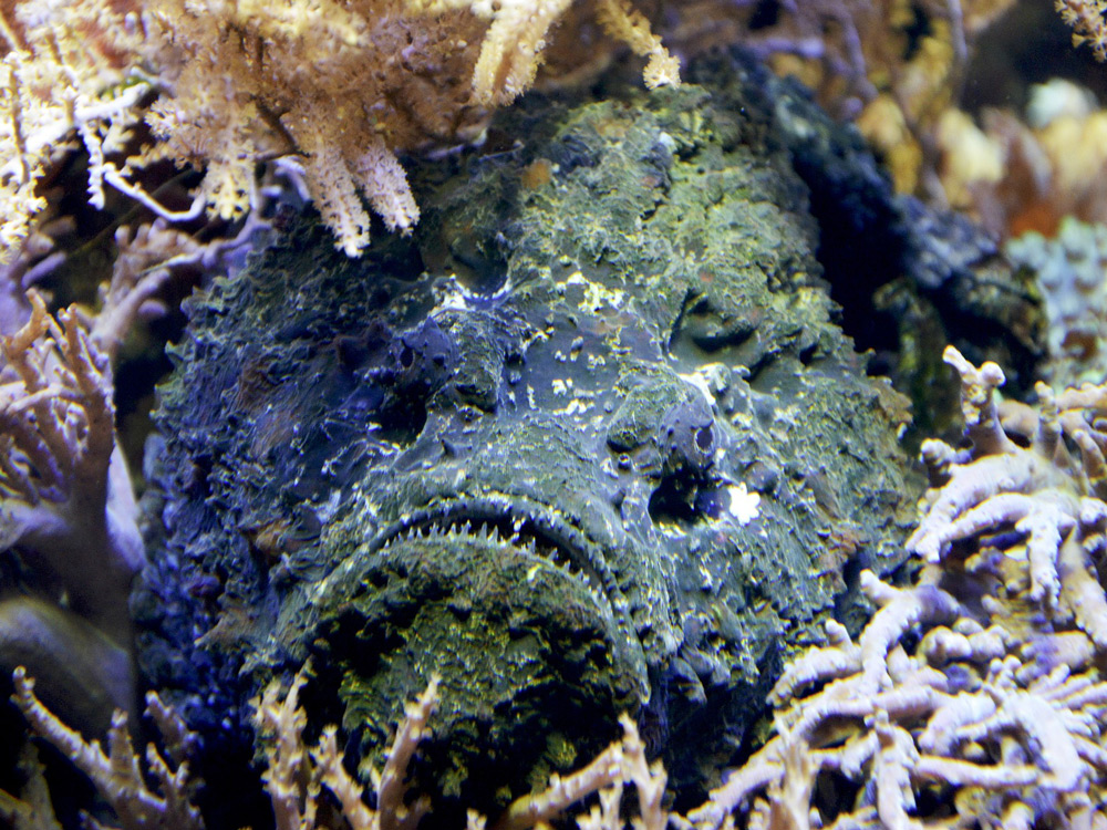 Pez piedra. Animales venenosos