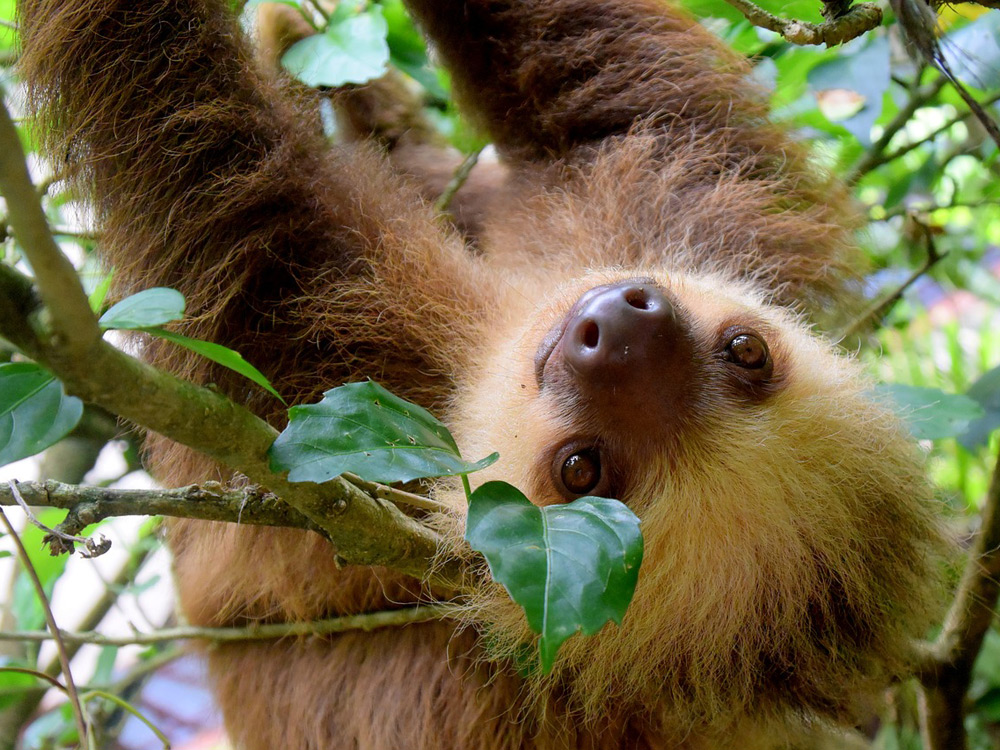Perezoso subido a un árbol
