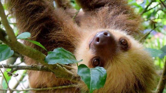 Perezoso subido a un árbol