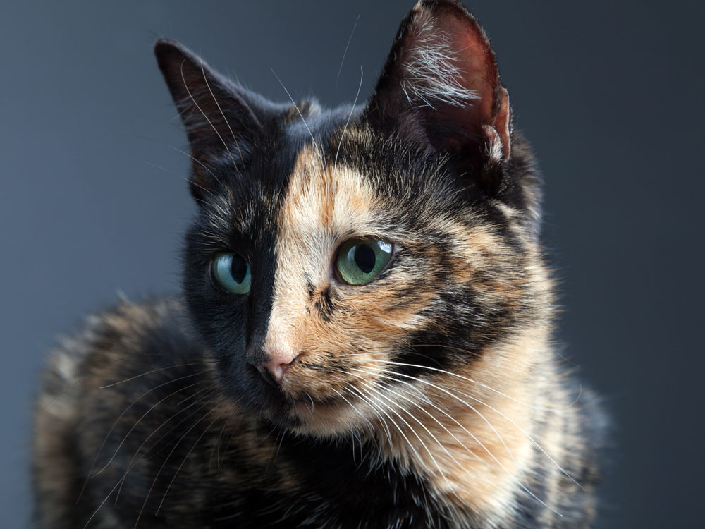 razas de gatos exóticos