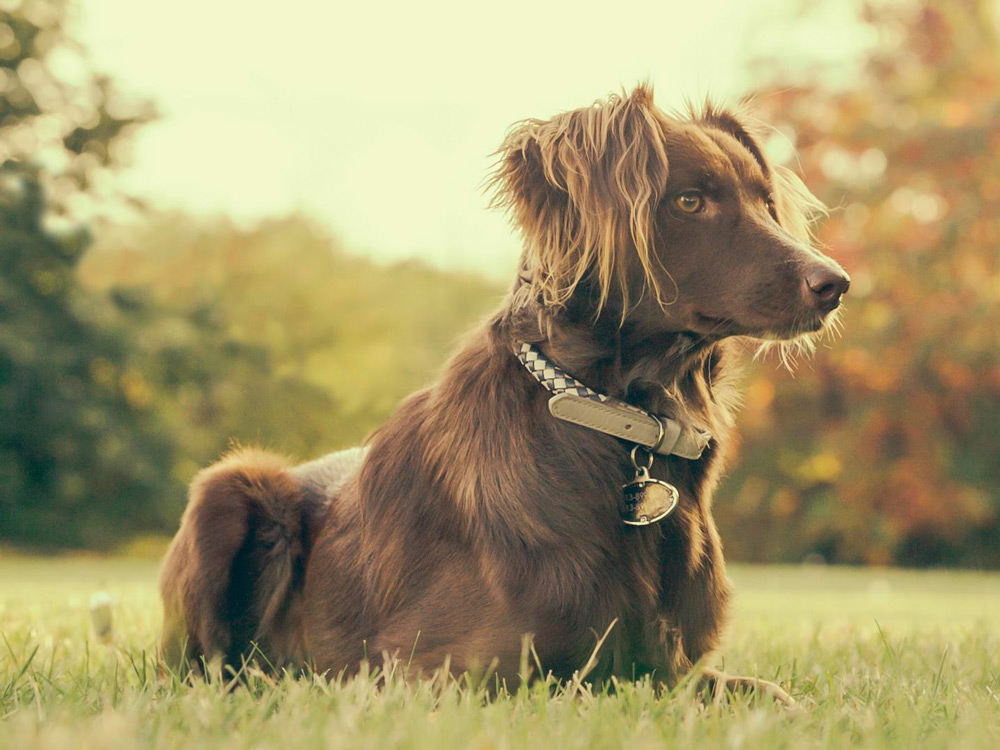 Perro marrón tumbado
