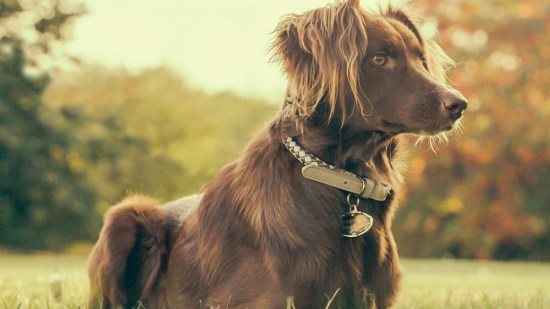 Perro marrón tumbado