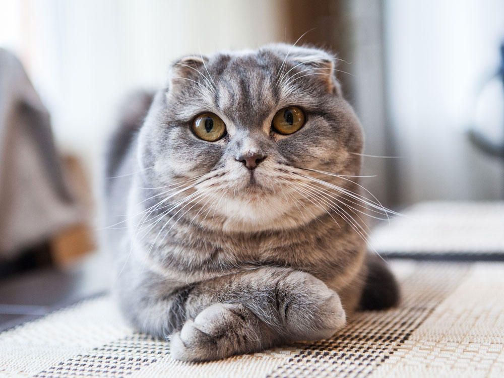 razas de gatos exóticos