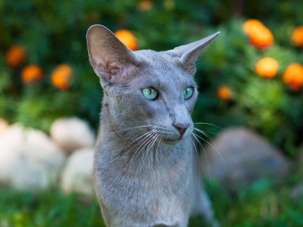 razas de gatos exóticos