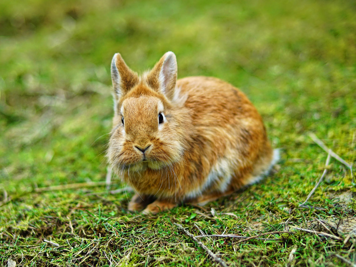 Conejo cabeza de león dorado en jardín