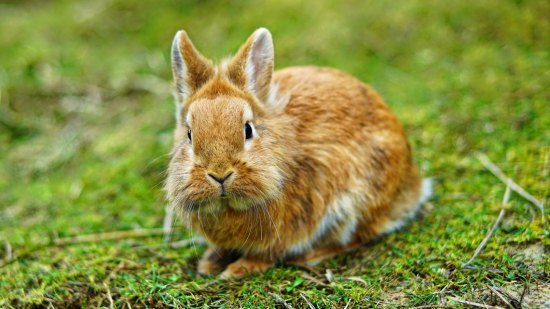 Conejo cabeza de león dorado en jardín