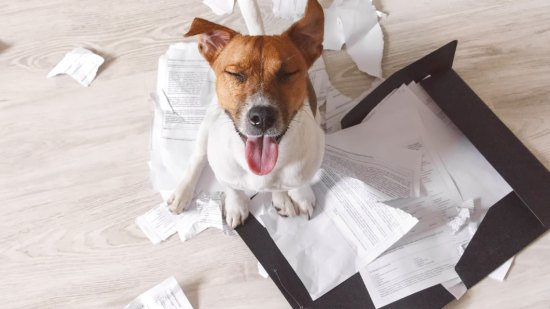 Perro travieso destrozando la casa
