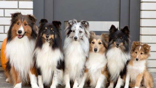 Shelties
