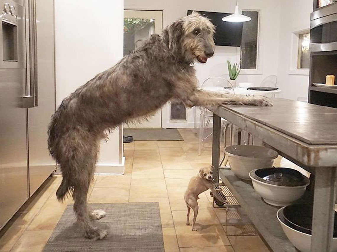 Chihuahua y lobero irlandés