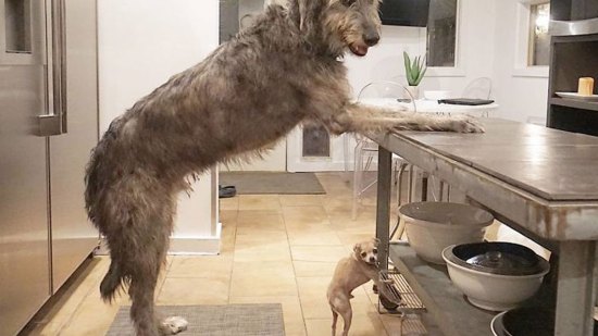 Chihuahua y lobero irlandés