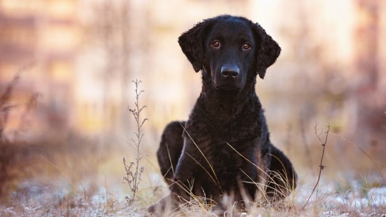 Retriever pelo rizado