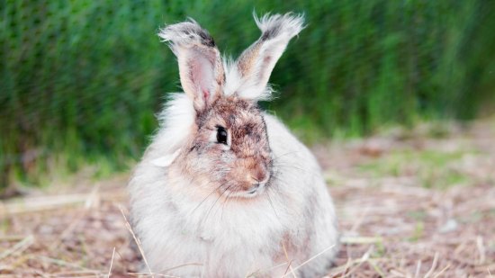 Conejo de angora