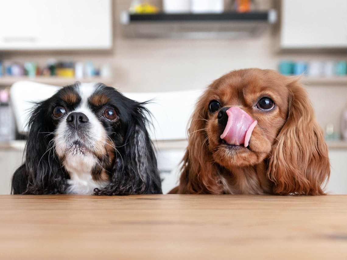Perros detrás de una mesa