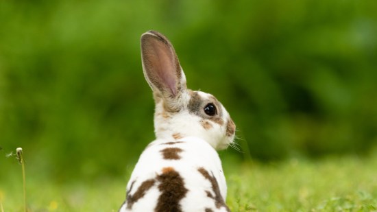 Conejo blanco con manchas