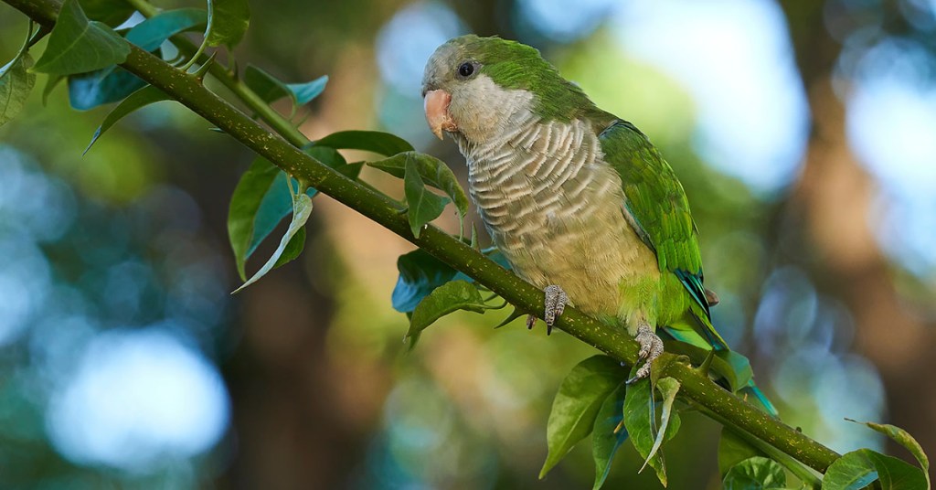 Test. ¿Cuánto sabes sobre especies invasoras?