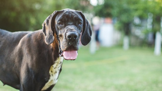 Perro gran danés