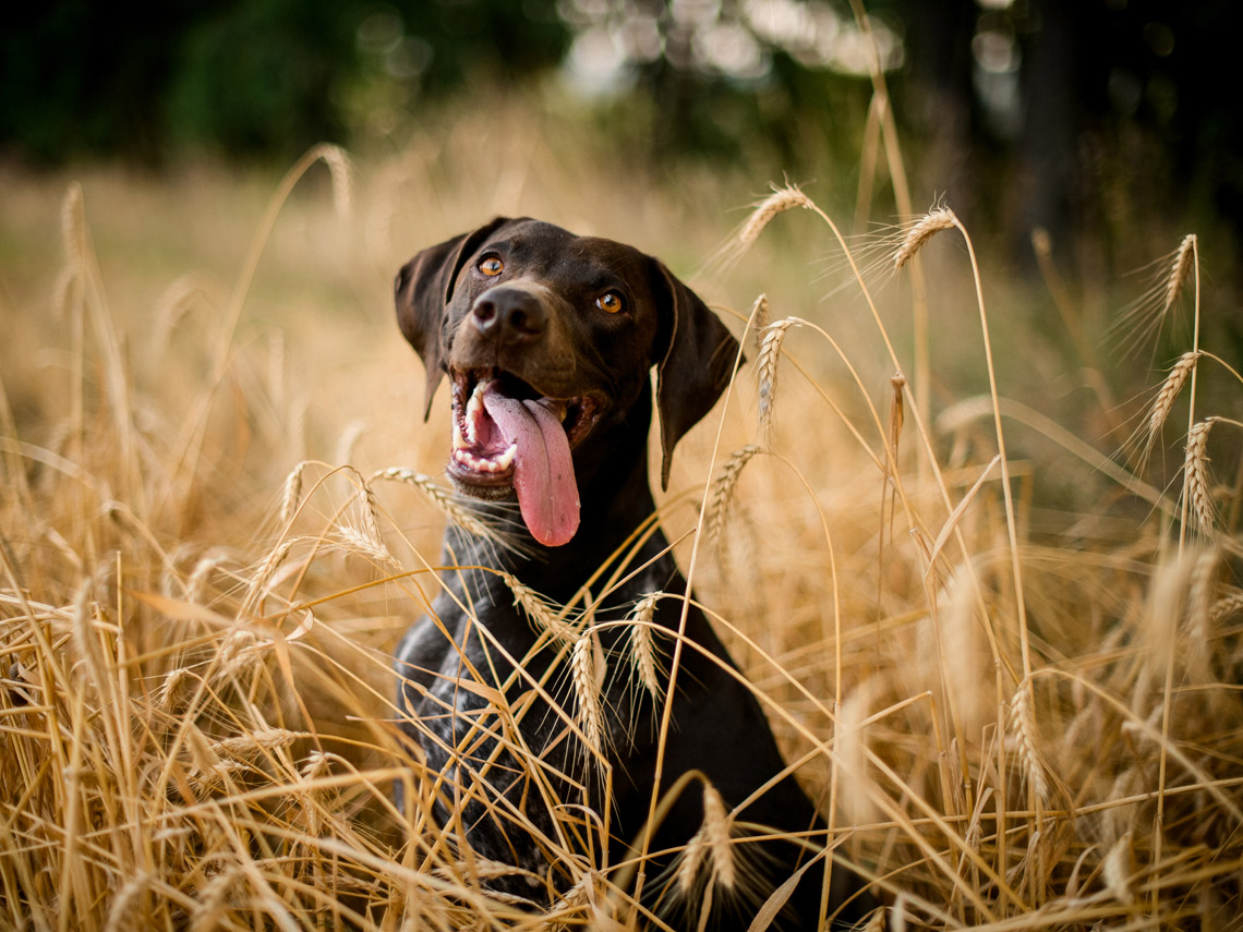Perro negro rodeado de espigas