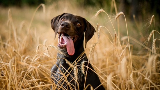 Perro negro rodeado de espigas