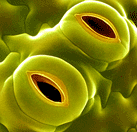 ¿Por dónde respiran las plantas?