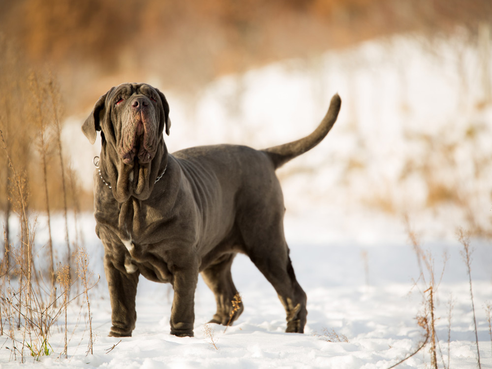 Embarazos animales sorprendentes: Mastín napolitano