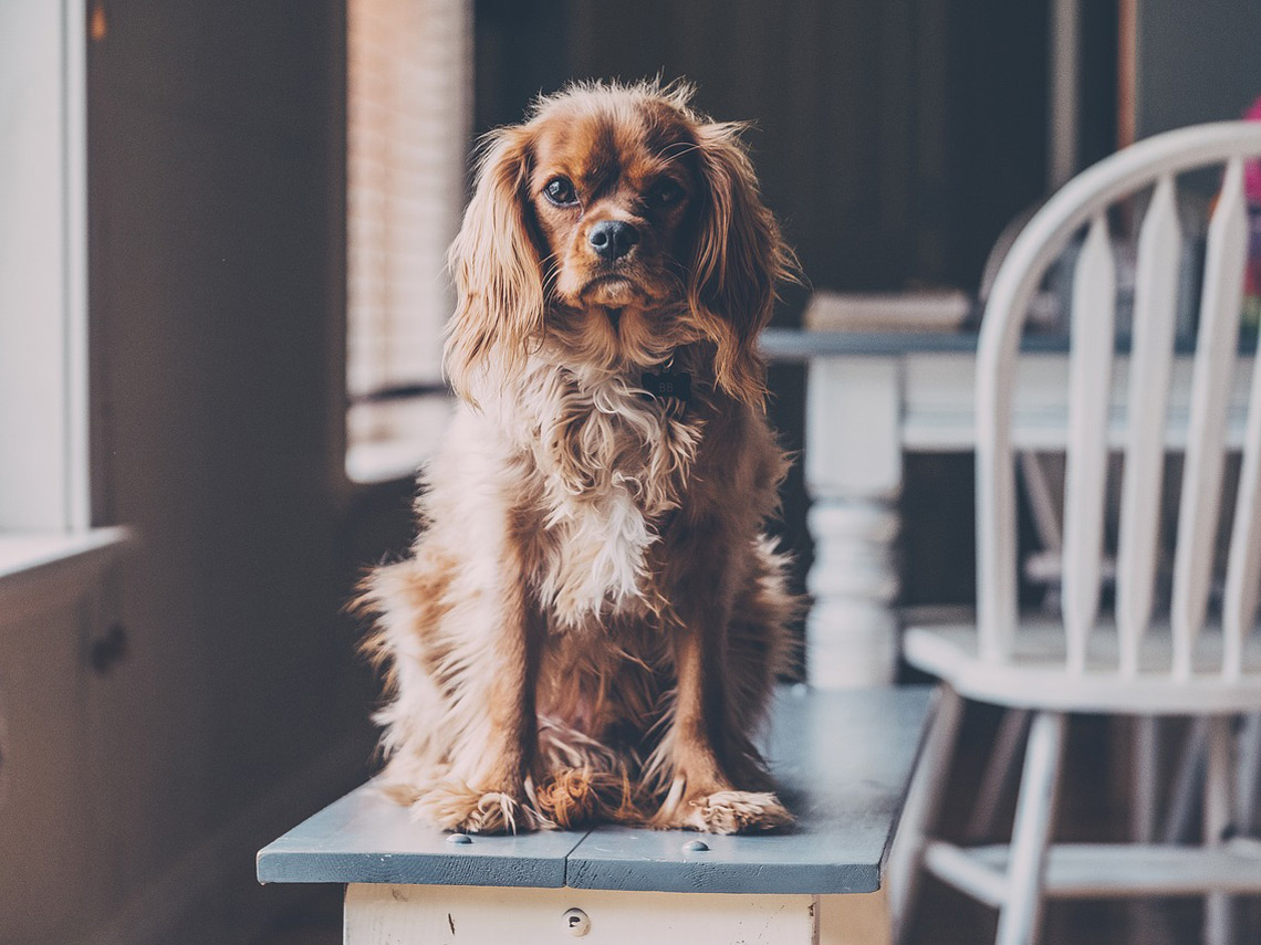 Perro subido a una mesa