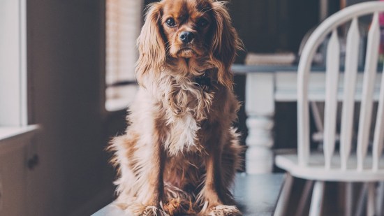 Perro subido a una mesa